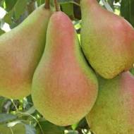 Саженец Груша Наталка в контейнере